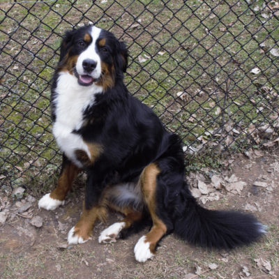 pregnant bernese mountain dog