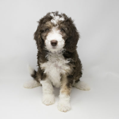 bernedoodle puppies midwest