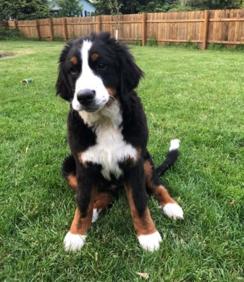 bernese mountain dog poodle mix