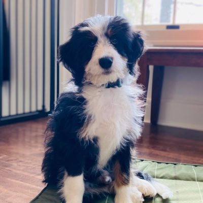 mini-bernedoodle-for-sale-in-wisconsin