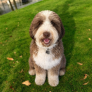 2025 Litters | Wolf River Bernedoodles LLC